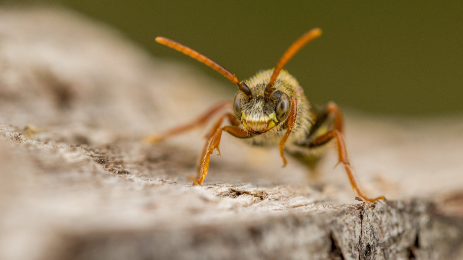 Macro & Insects