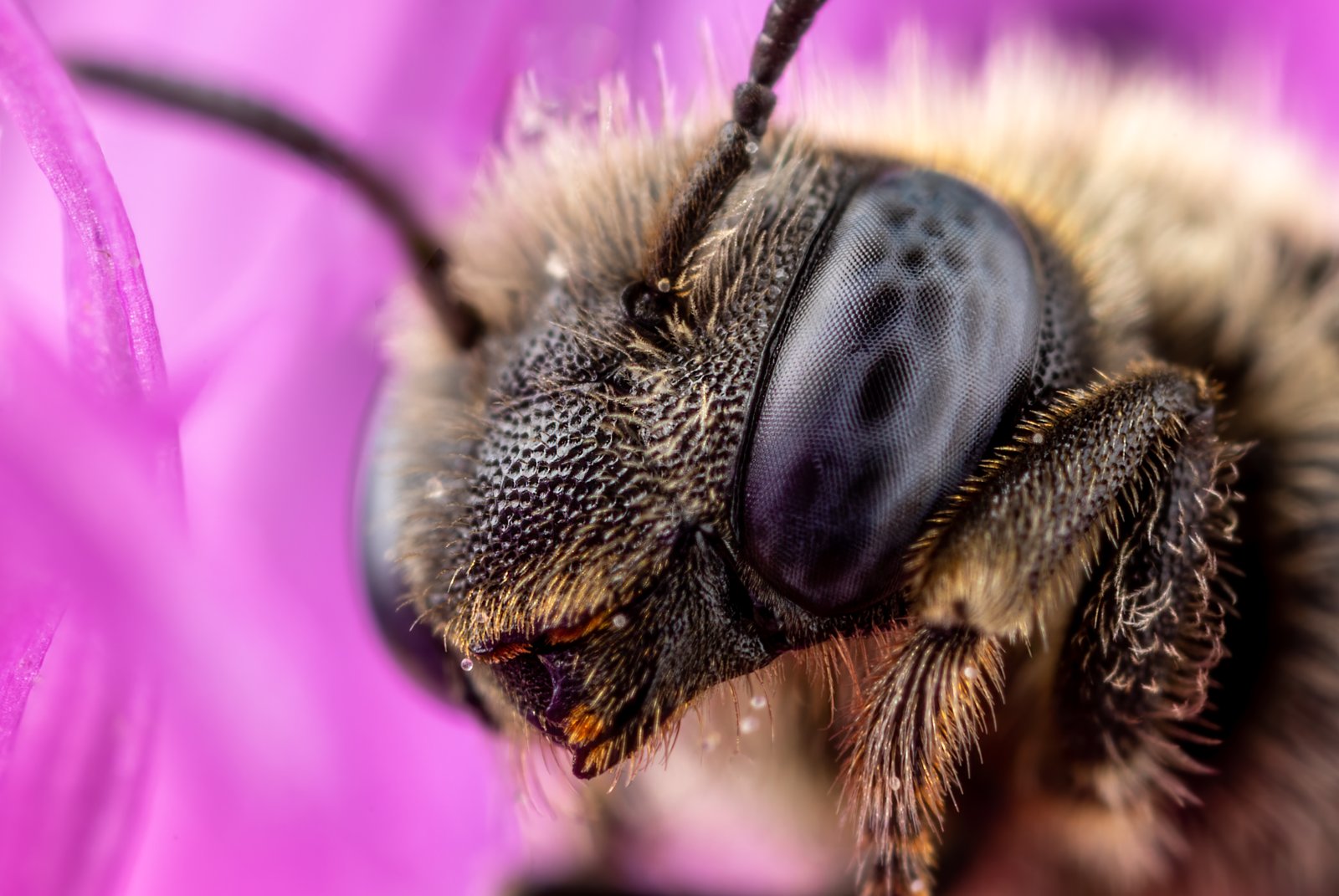 Macro & Insects