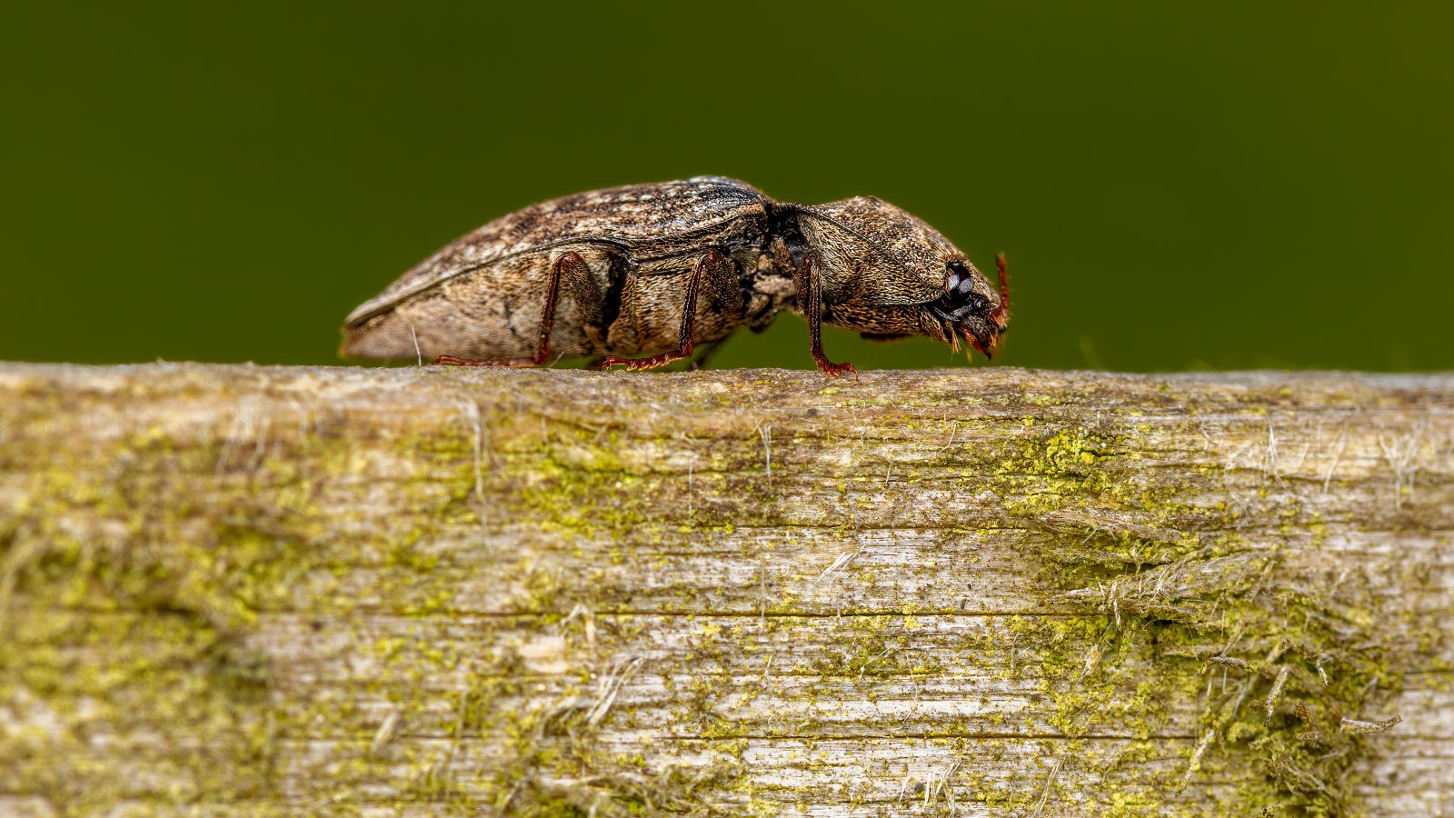 Macro & Insects