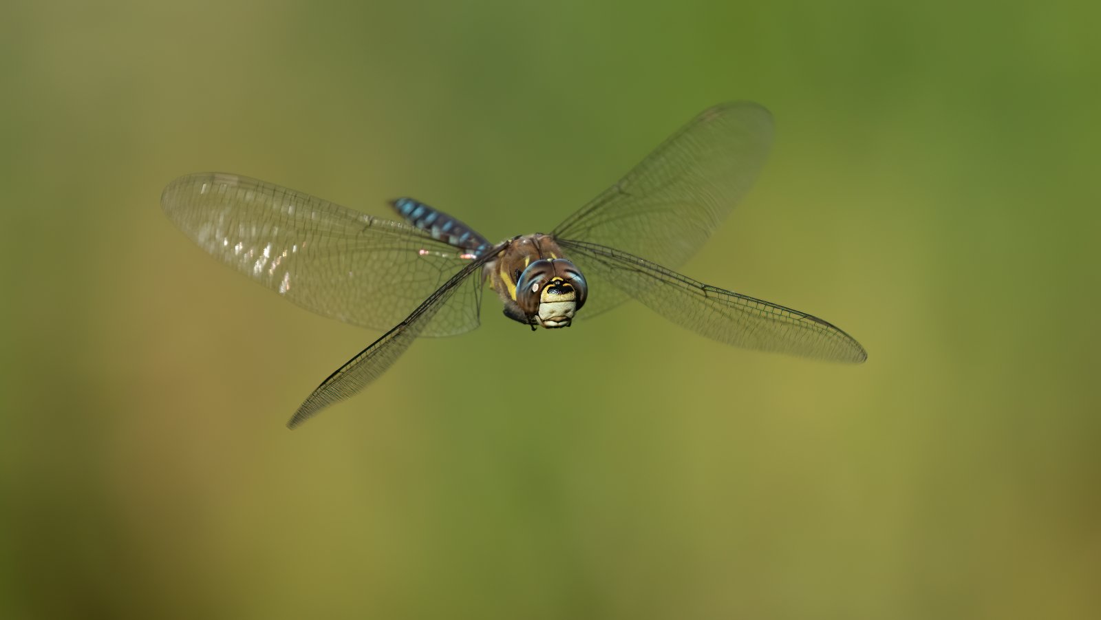 Macro & Insects