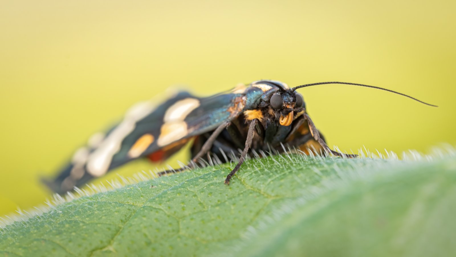 Macro & Insects