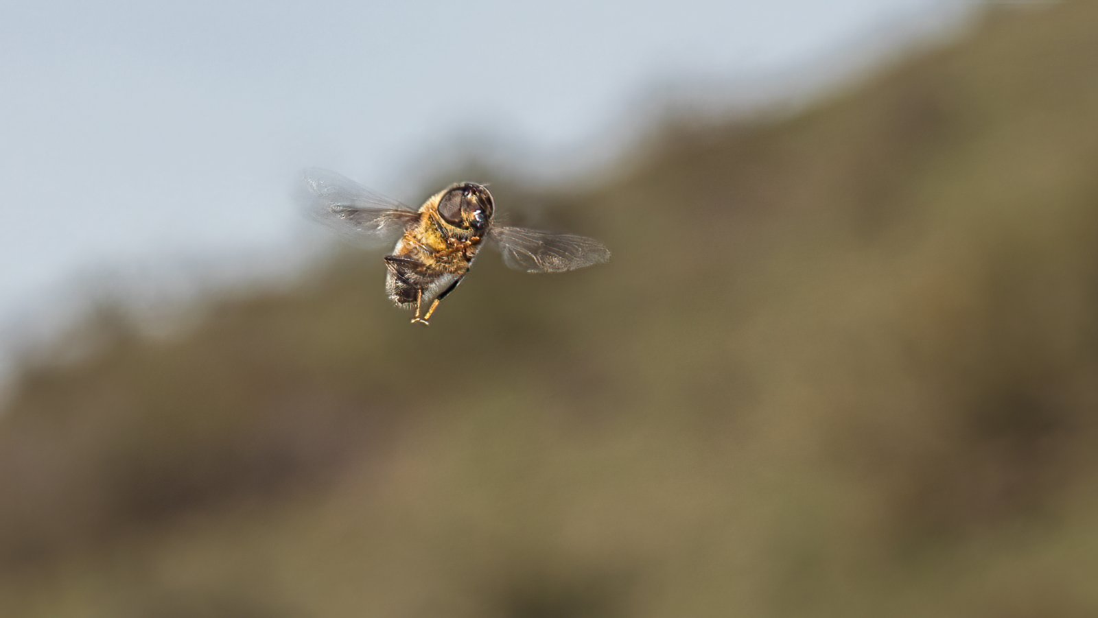 Macro & Insects