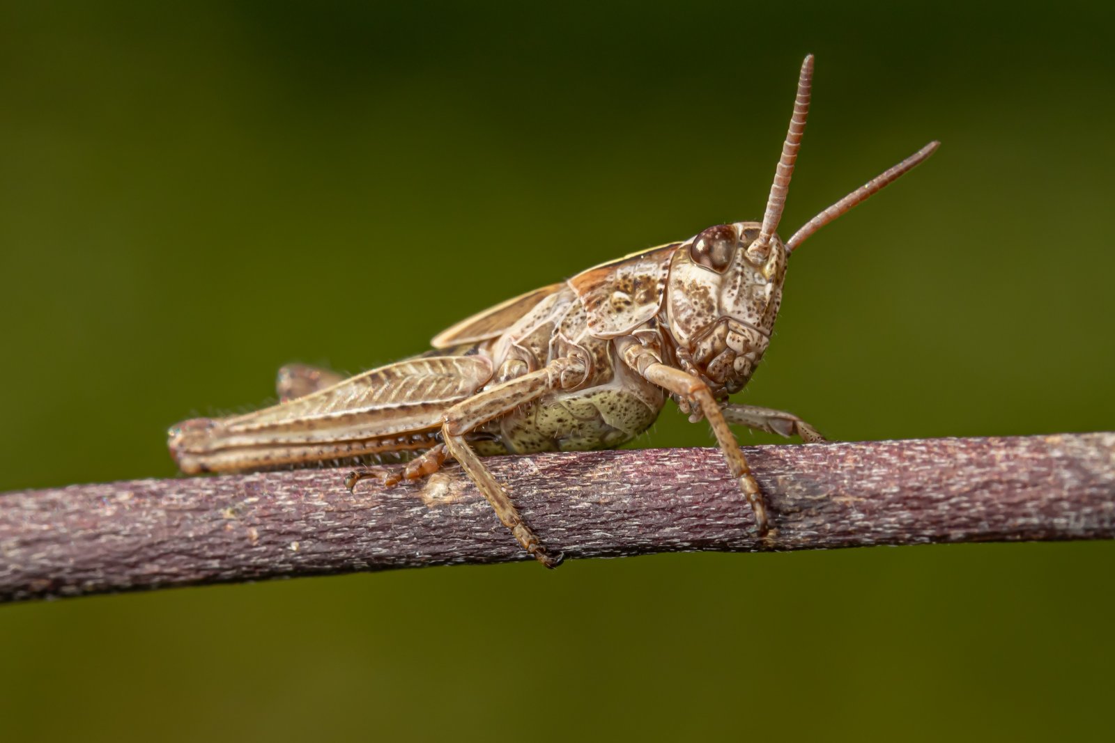 Macro & Insects