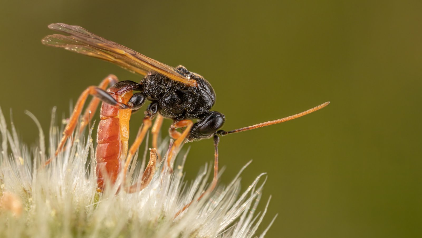 Macro & Insects