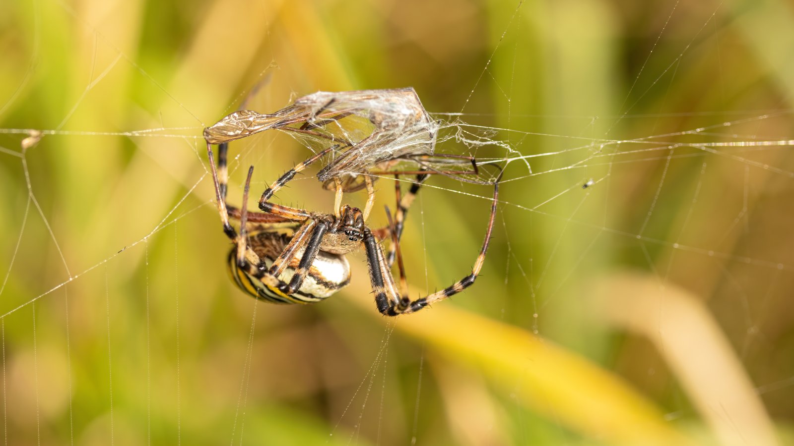 Macro & Insects