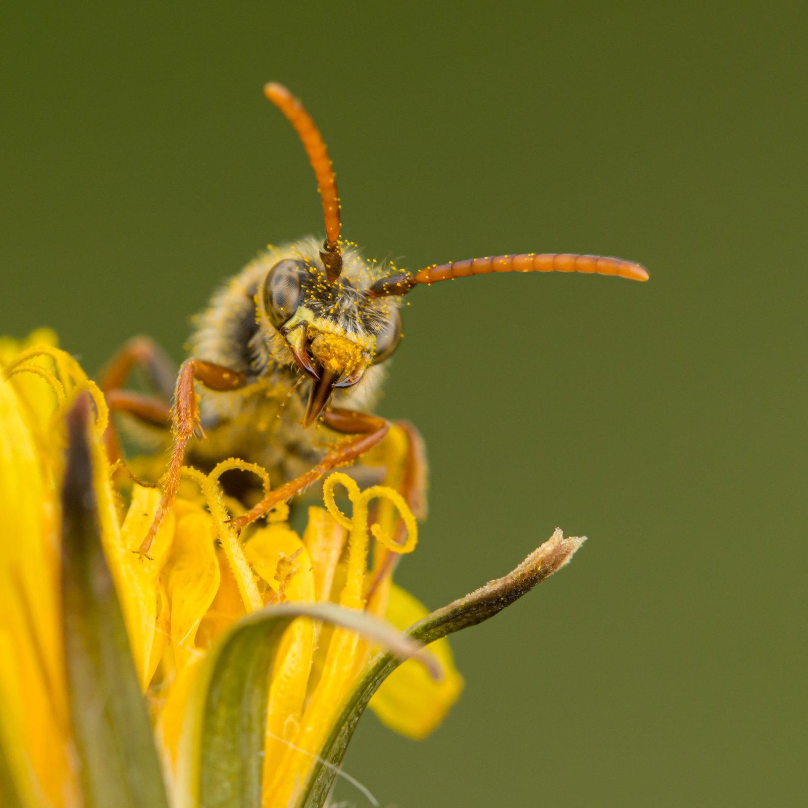 Macro & Insects