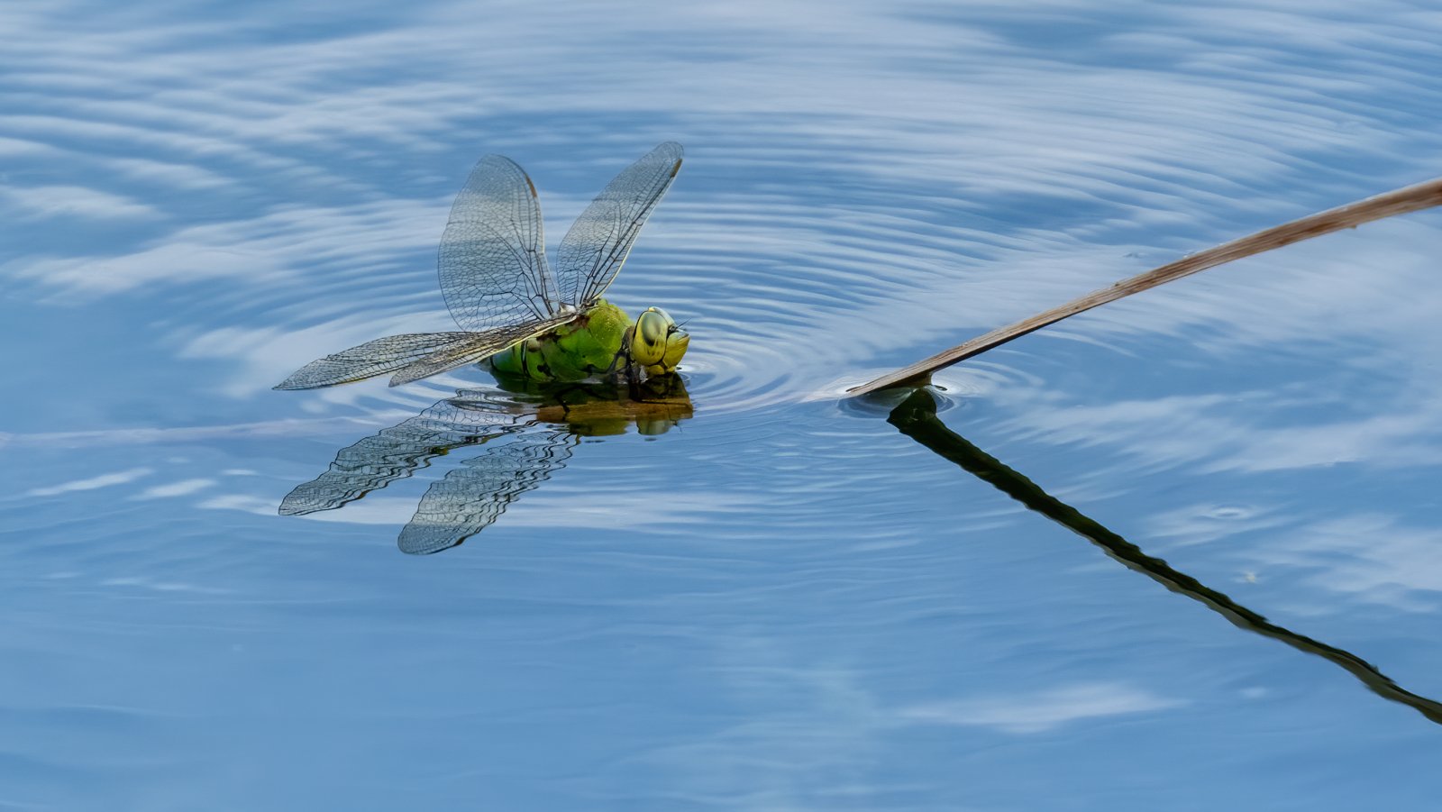 Macro & Insects