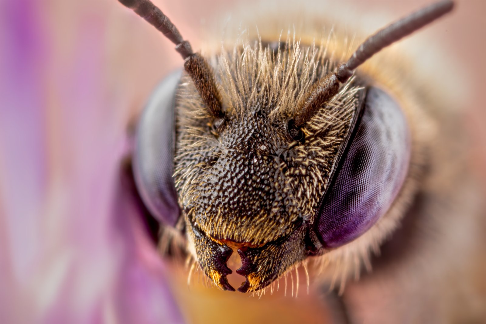 Macro & Insects