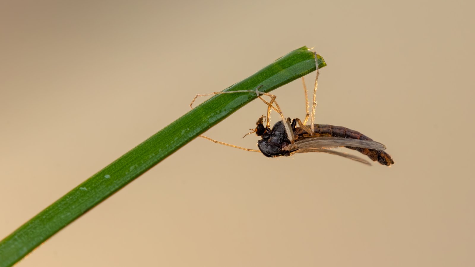 Macro & Insects