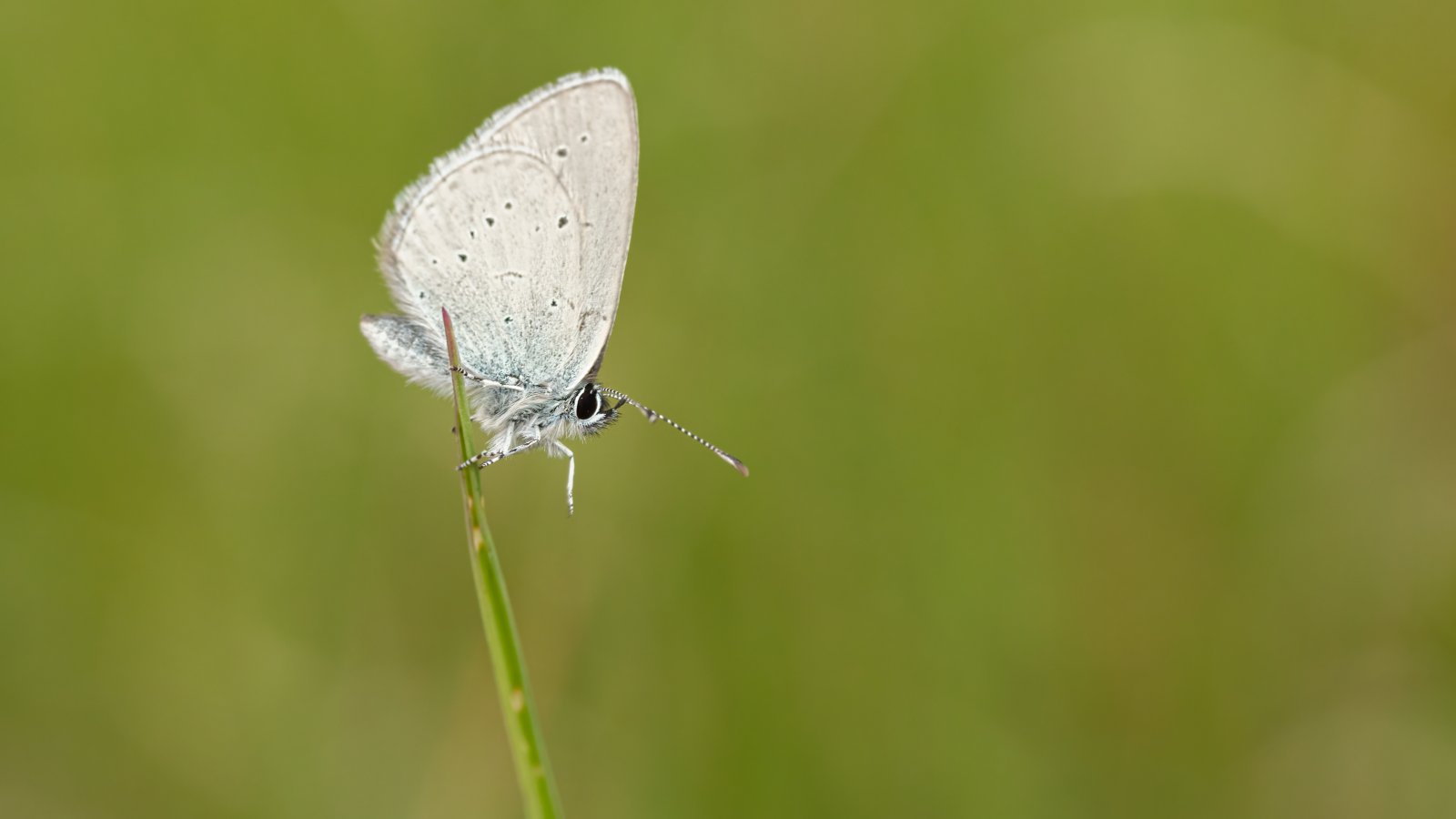 Macro & Insects