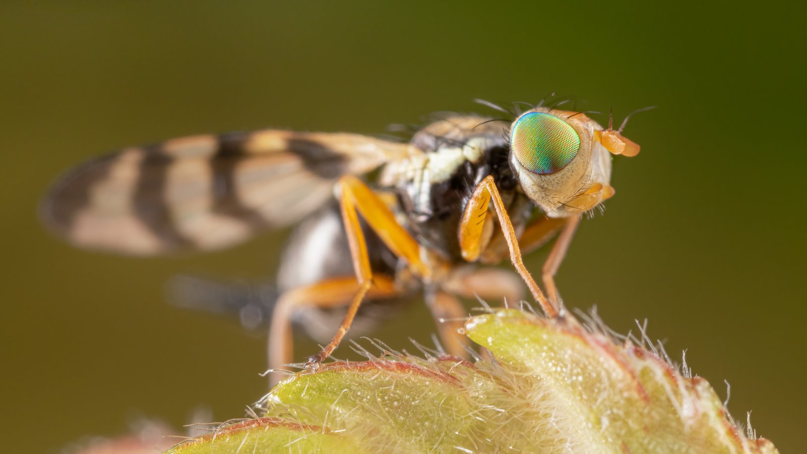 Macro & Insects