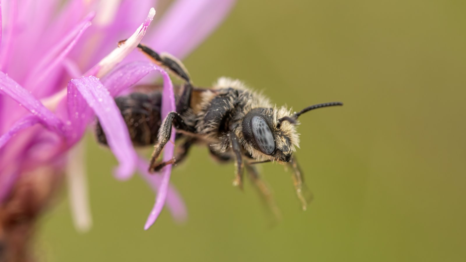 Macro & Insects