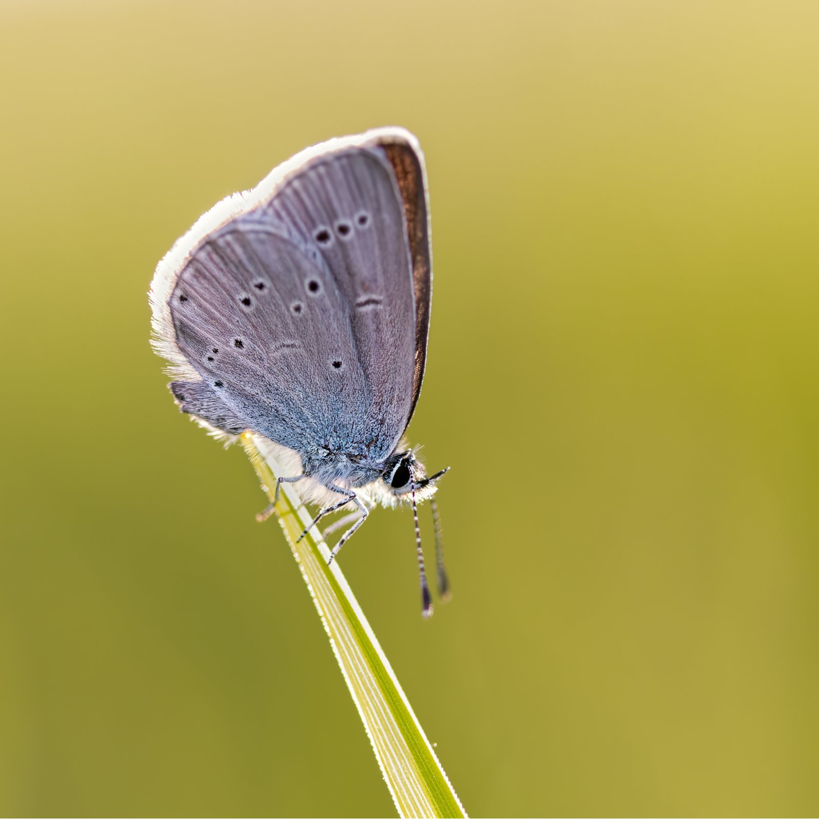 Macro & Insects