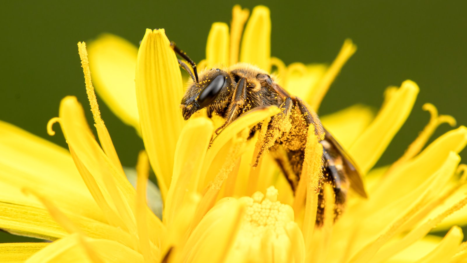 Macro & Insects