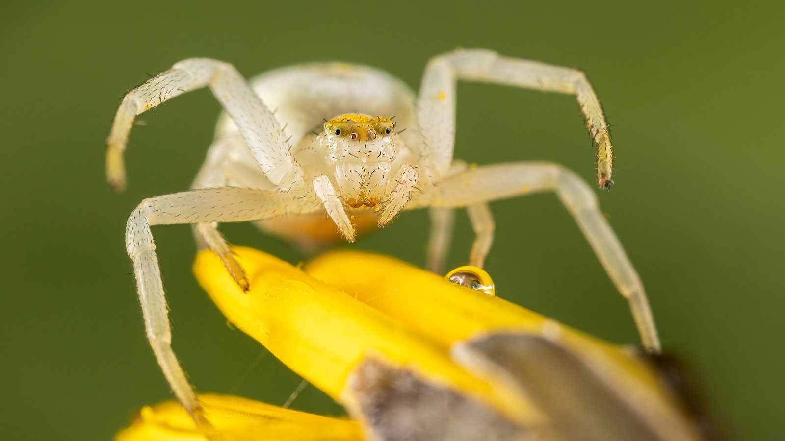 Macro & Insects