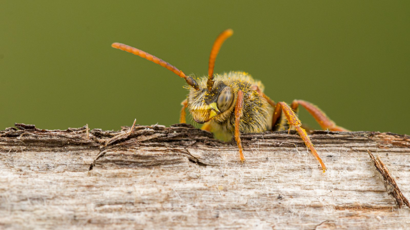 Macro & Insects