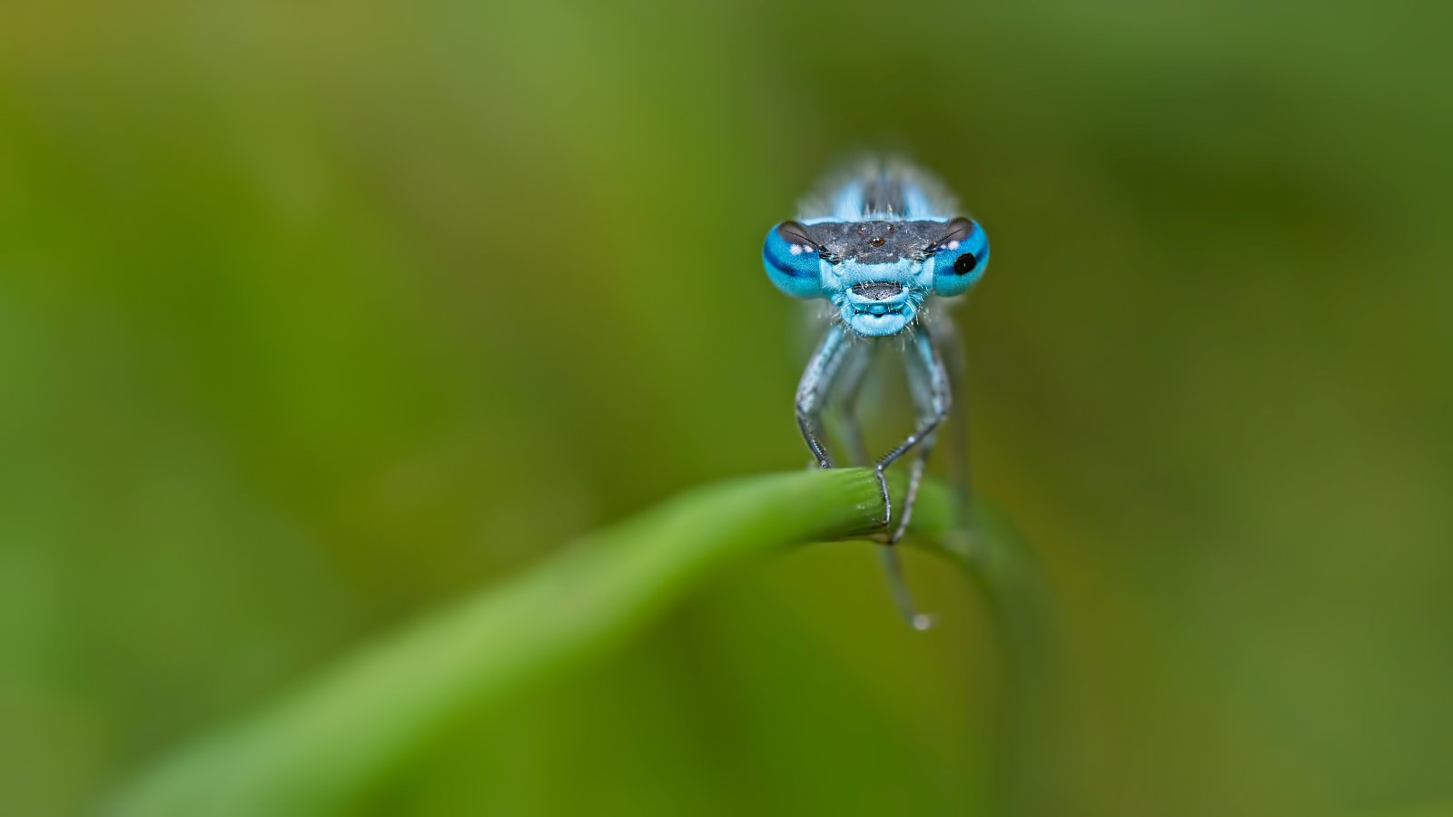 Macro & Insects