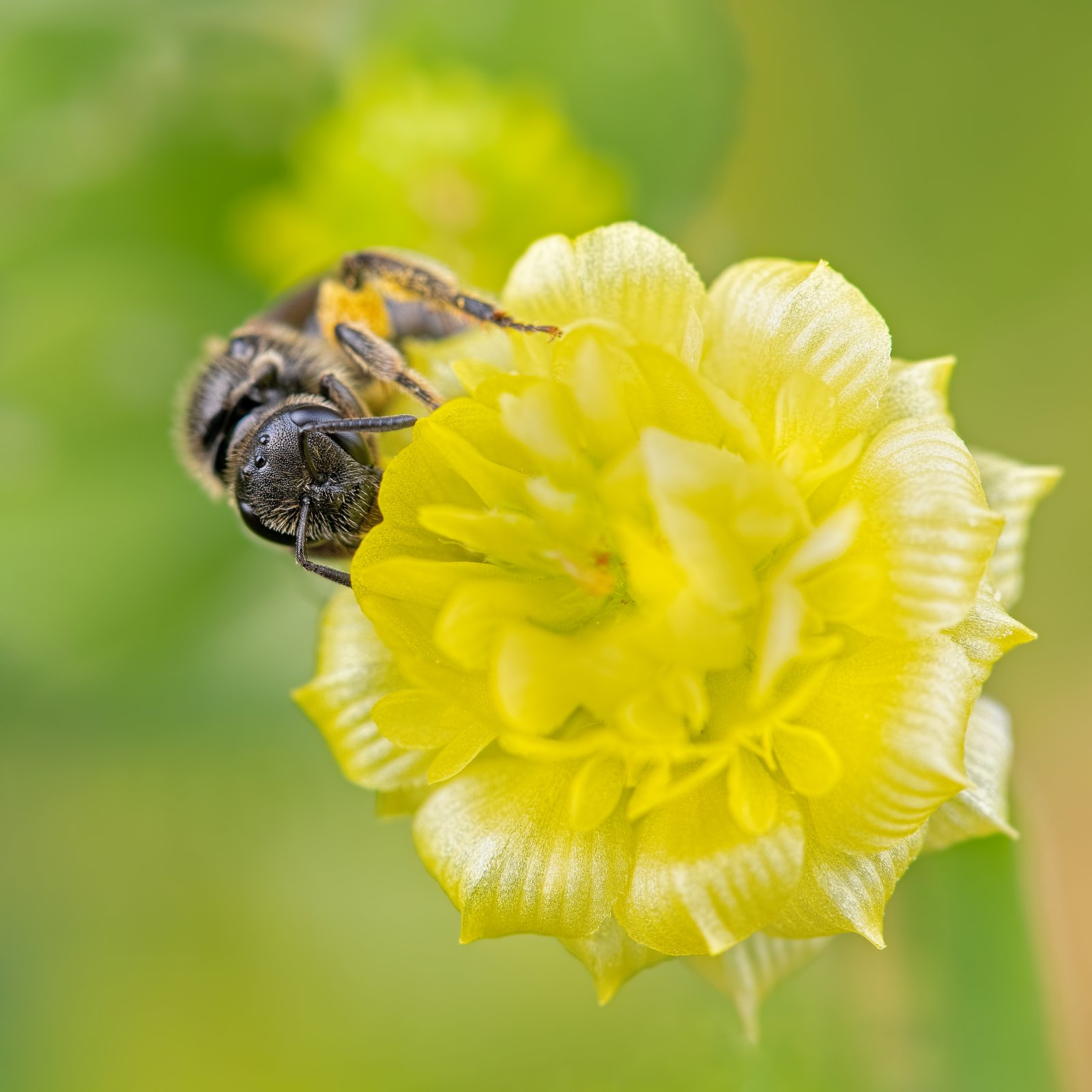 Macro & Insects