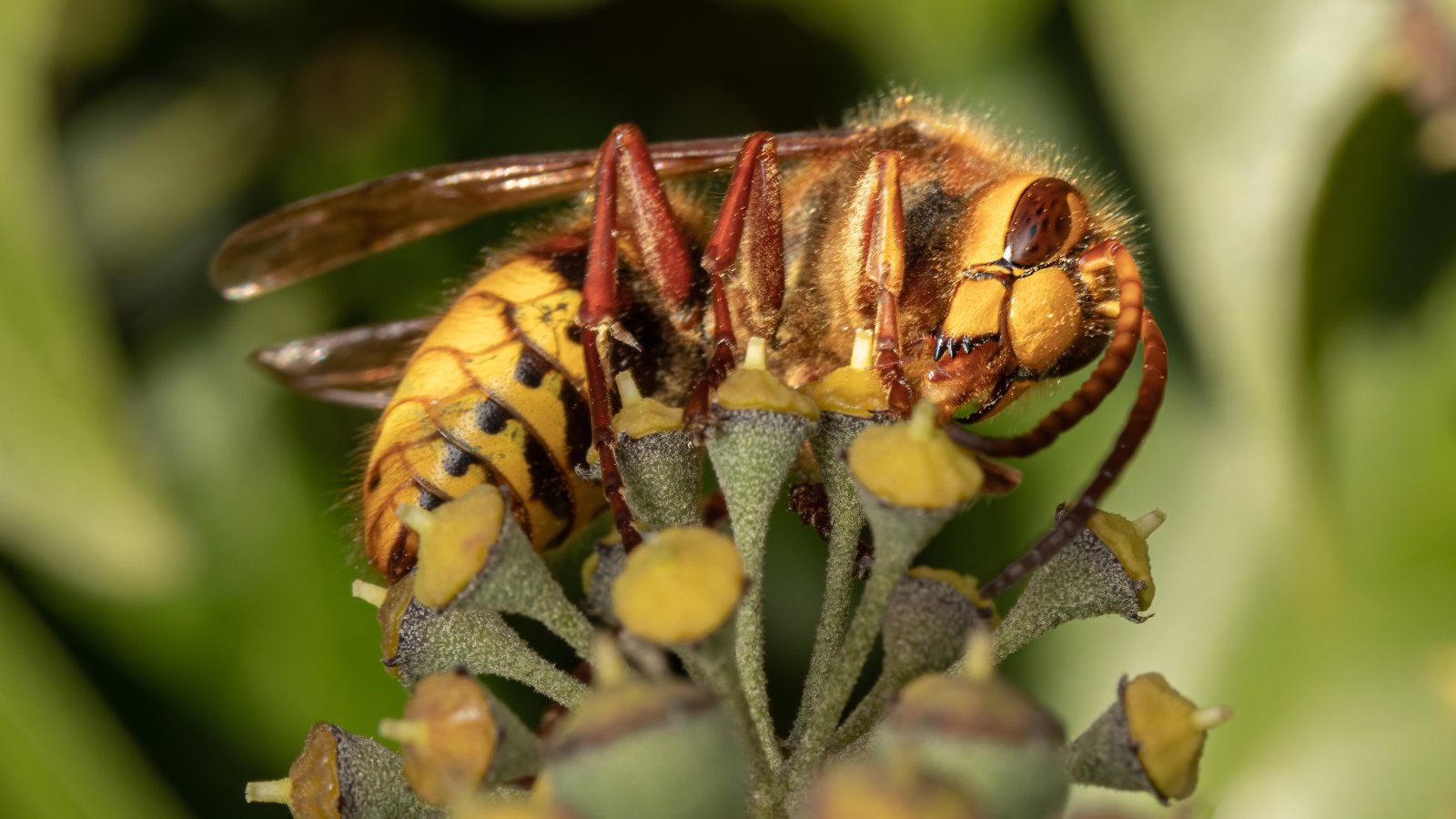 Macro & Insects