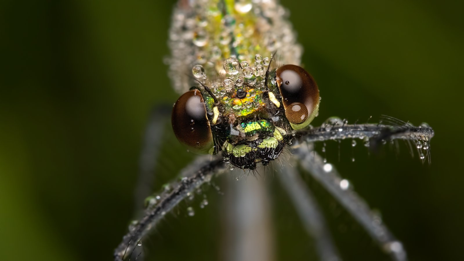 Macro & Insects