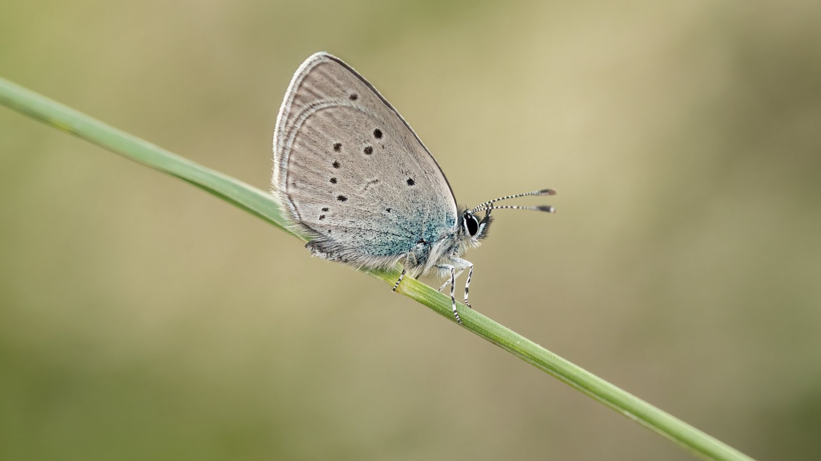 Macro & Insects