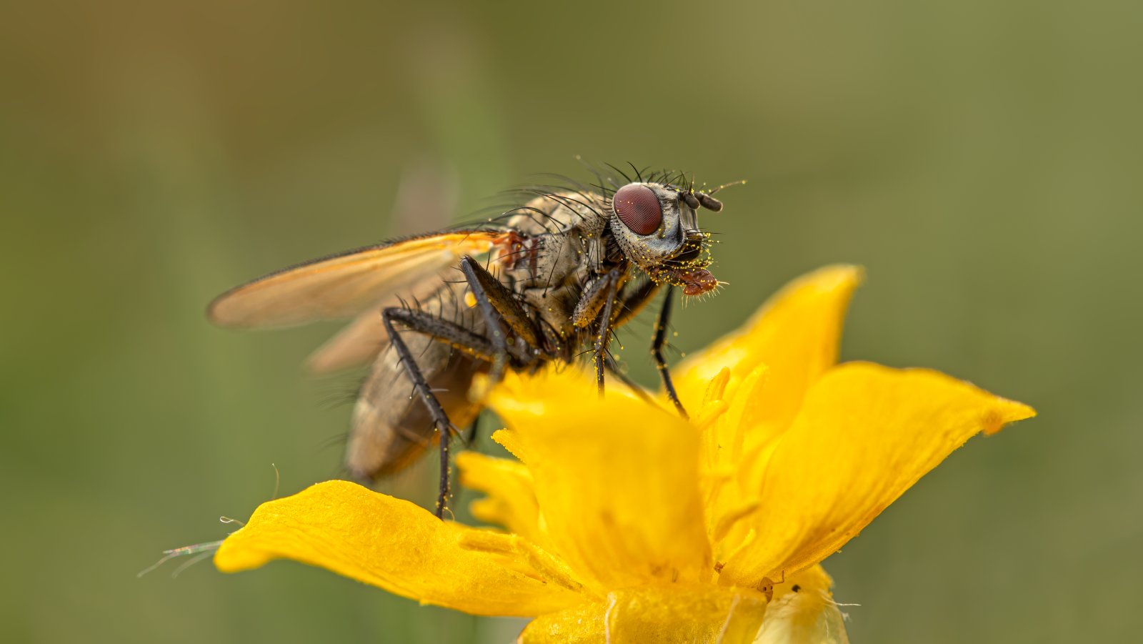 Macro & Insects