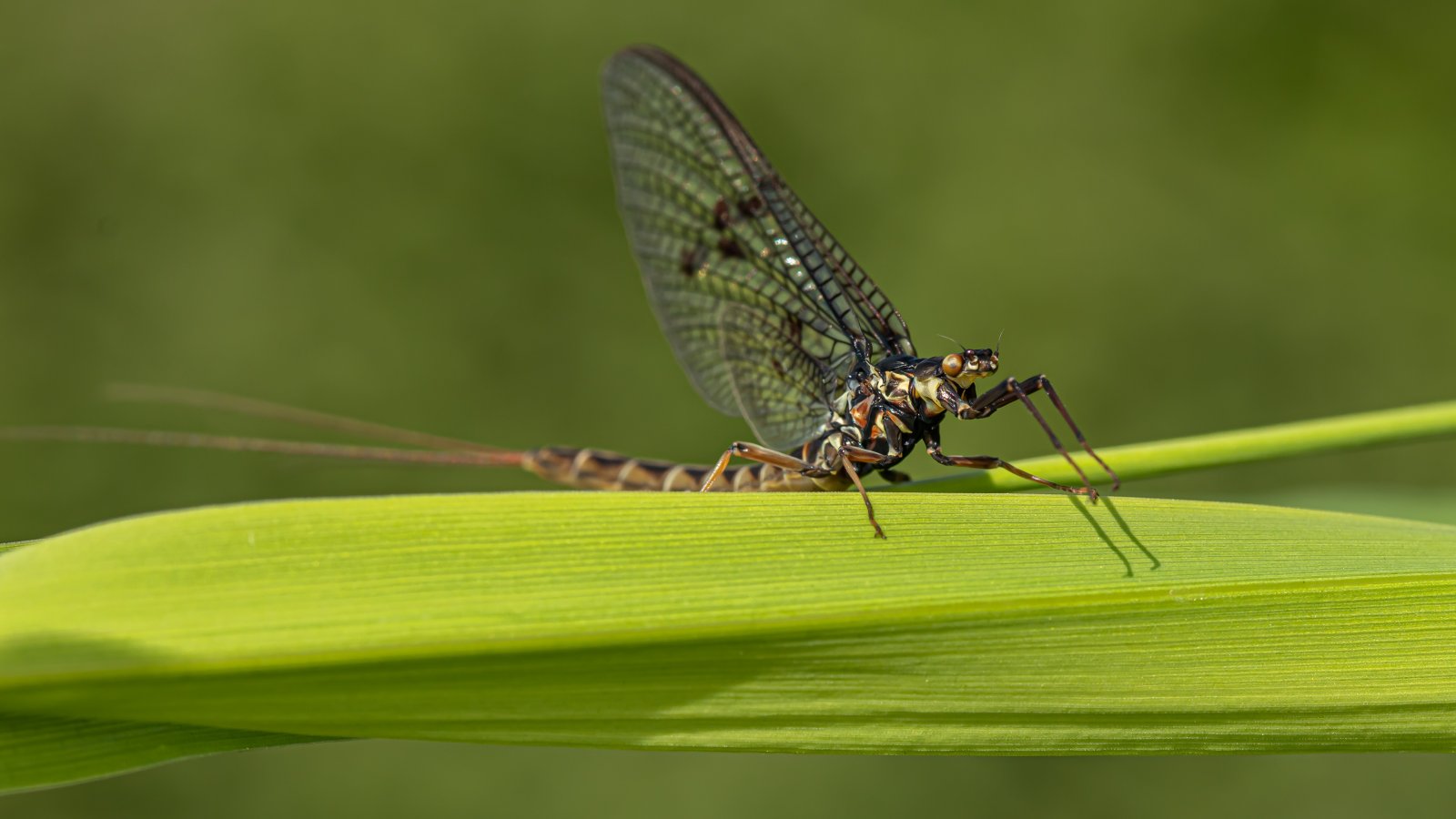 Macro & Insects