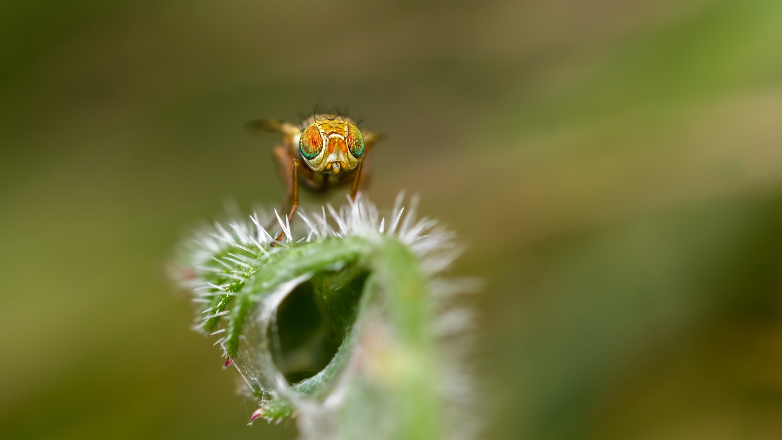 Macro & Insects