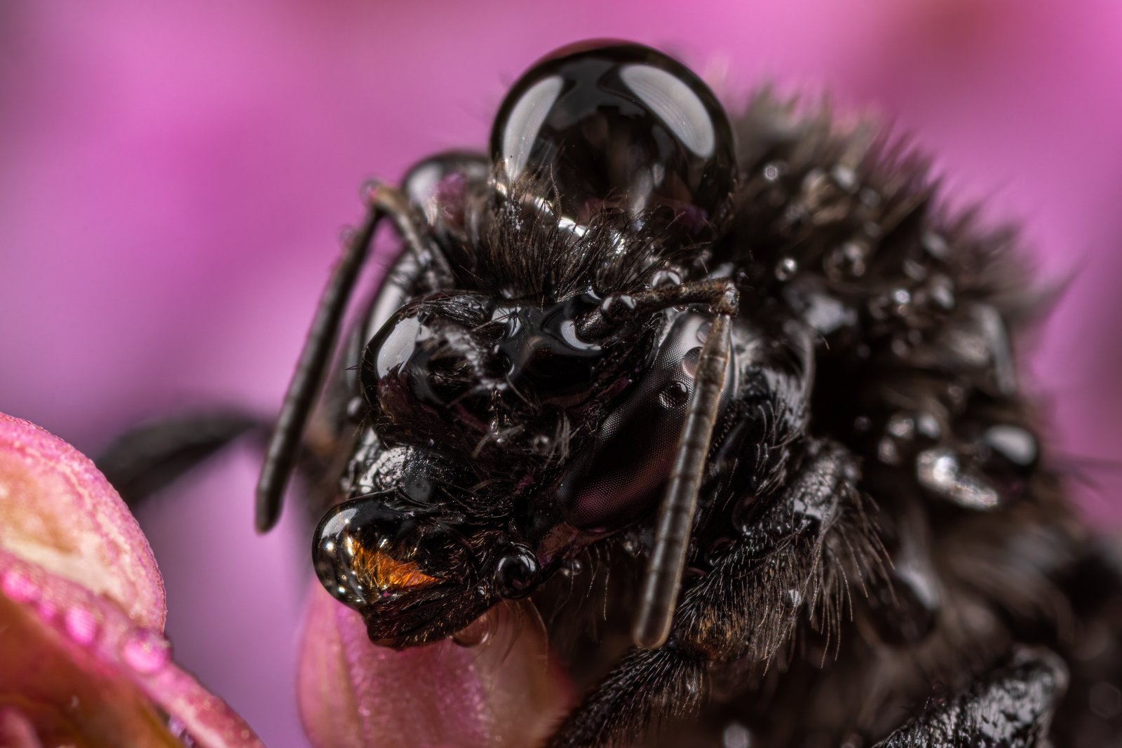 Macro & Insects