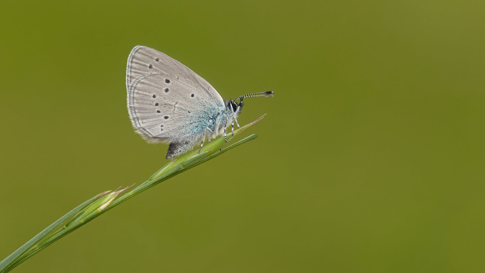 Macro & Insects