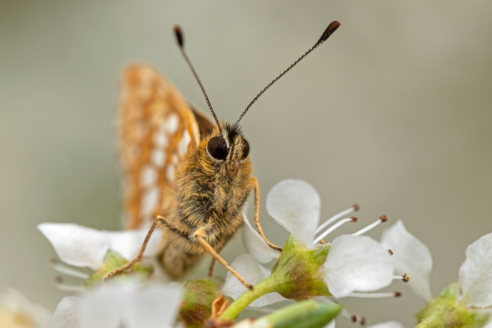 Macro & Insects