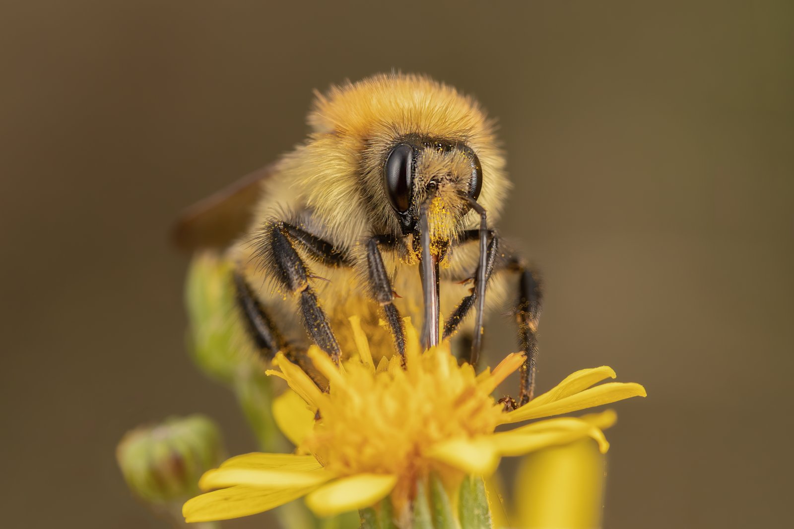 Macro & Insects