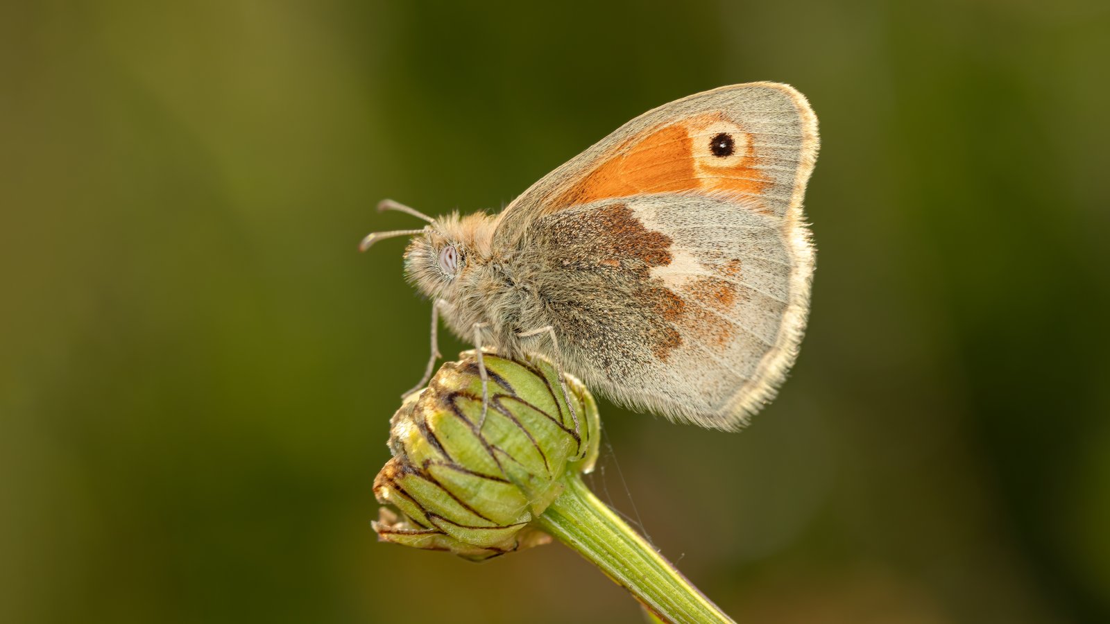 Macro & Insects