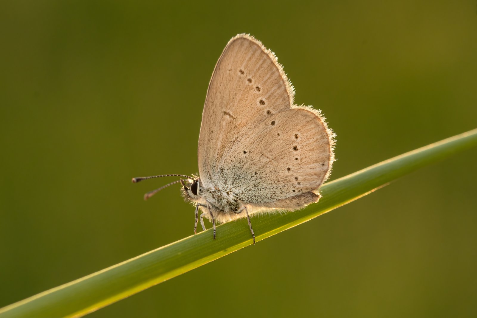 Macro & Insects