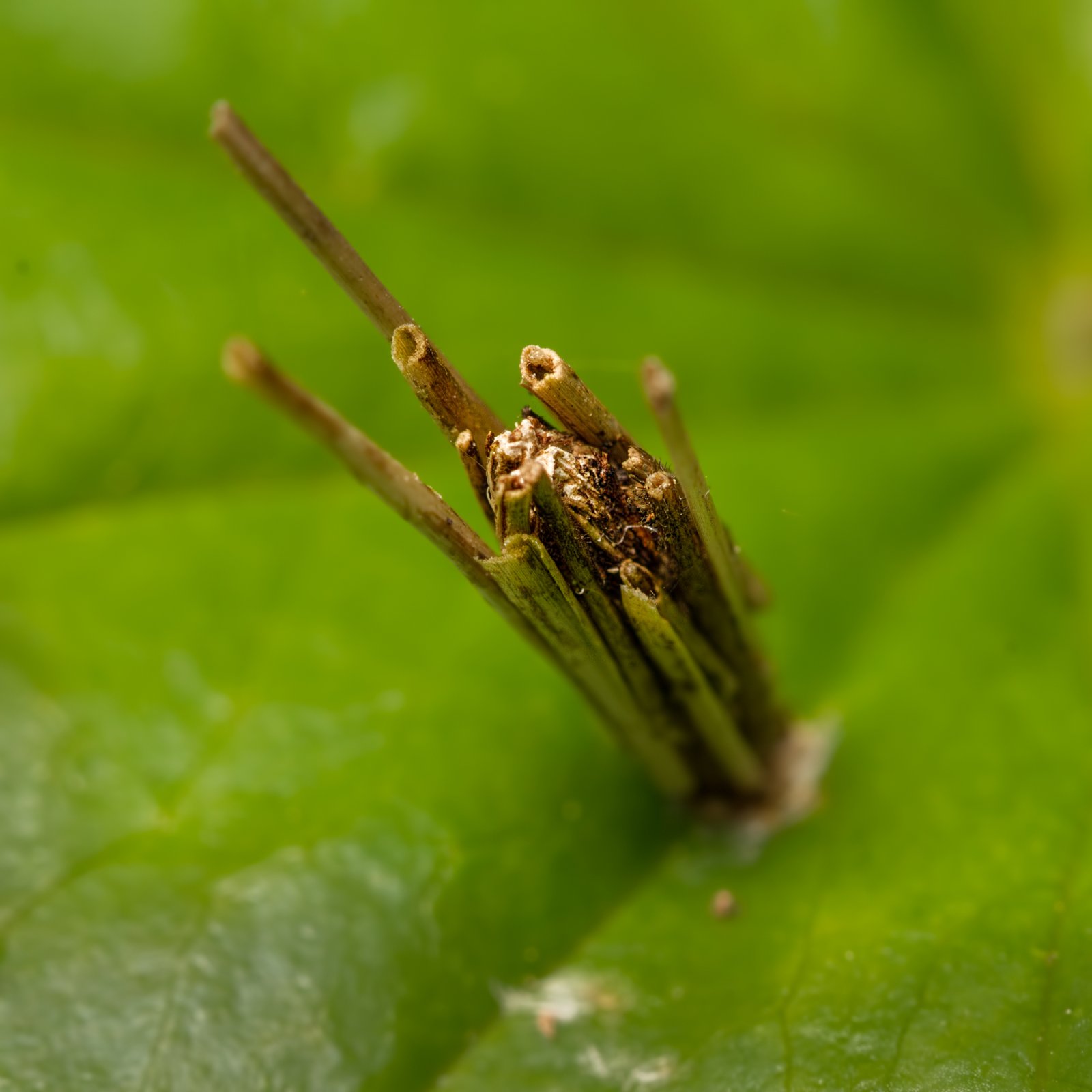 Macro & Insects