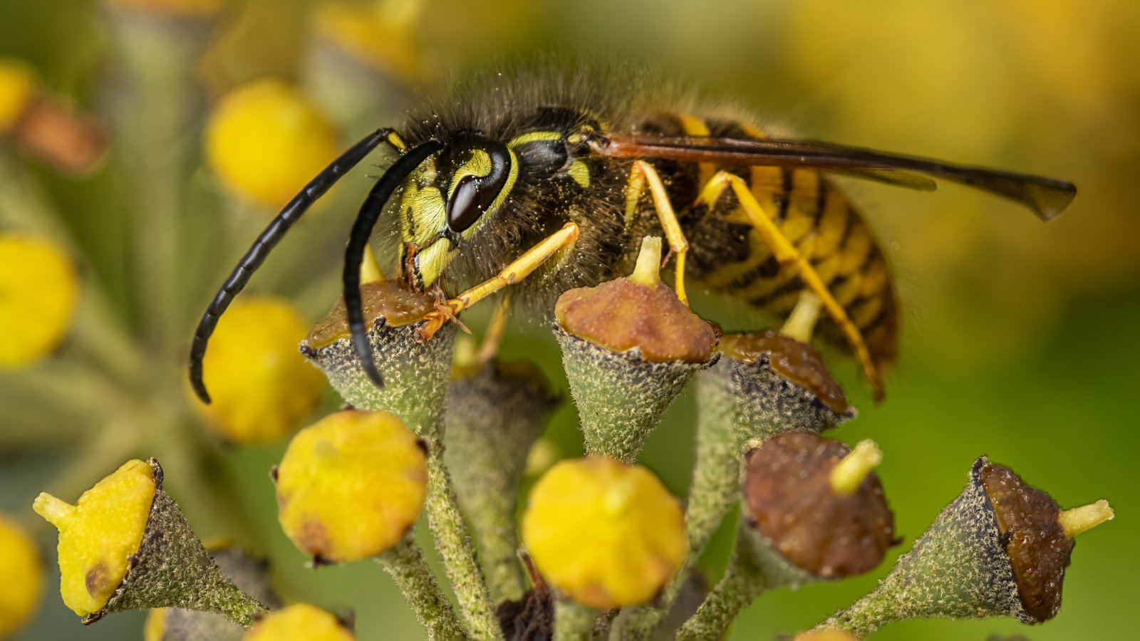 Macro & Insects