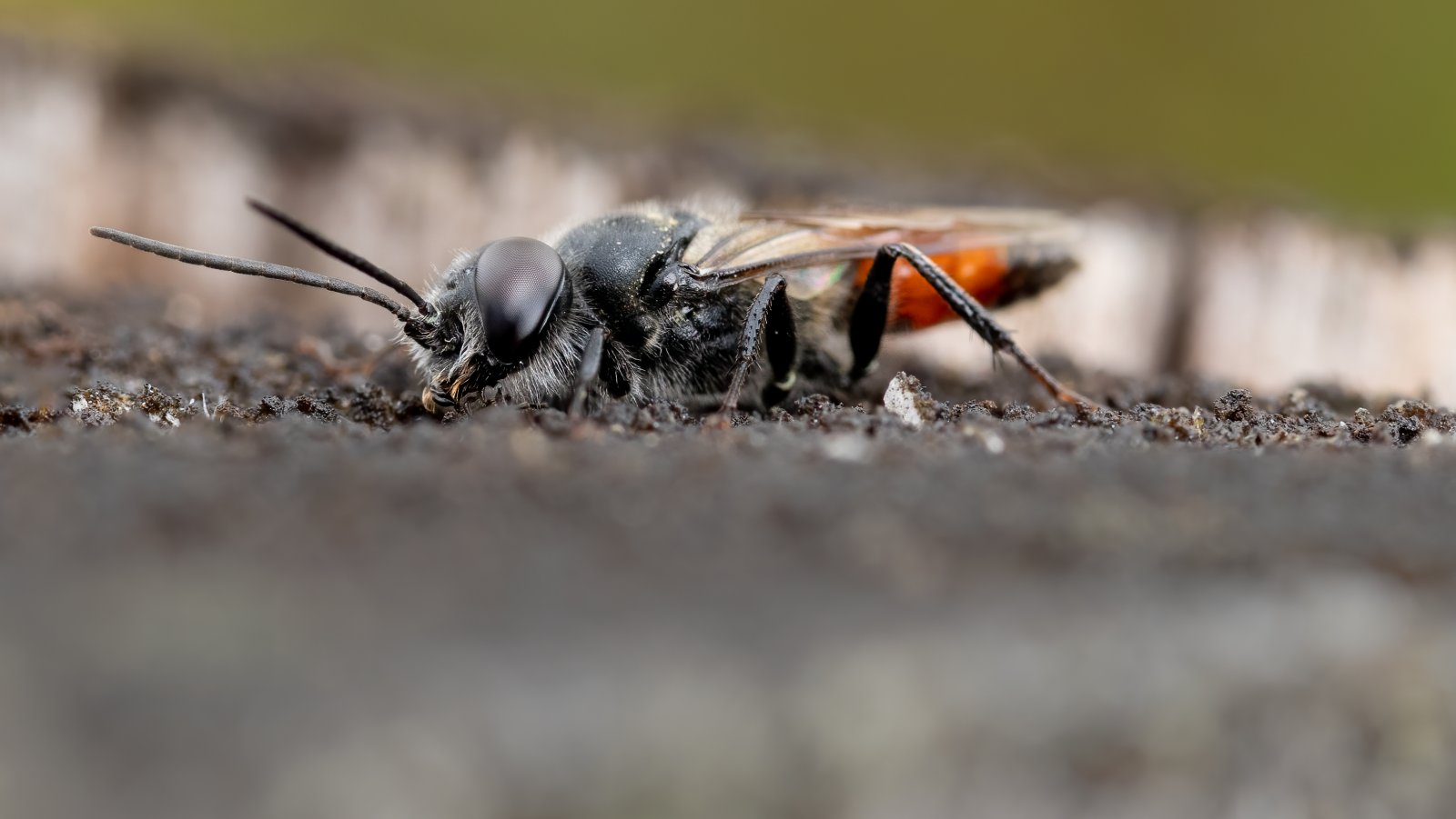 Macro & Insects