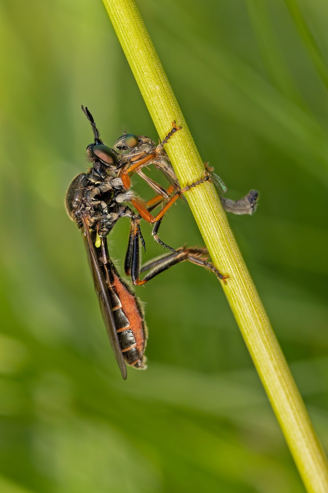 Macro & Insects