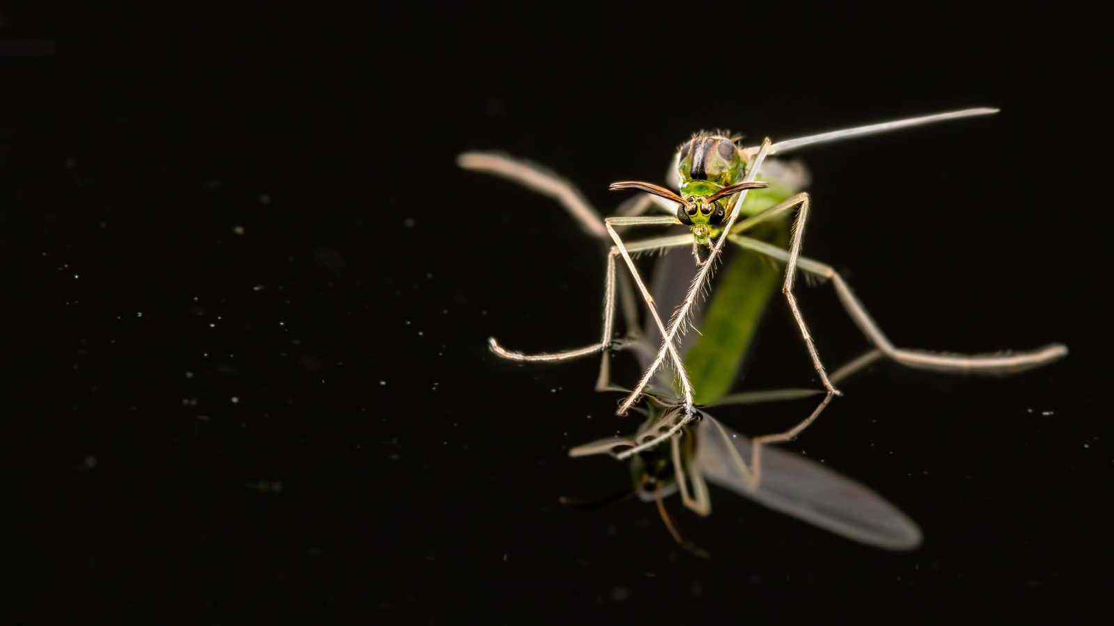 Macro & Insects