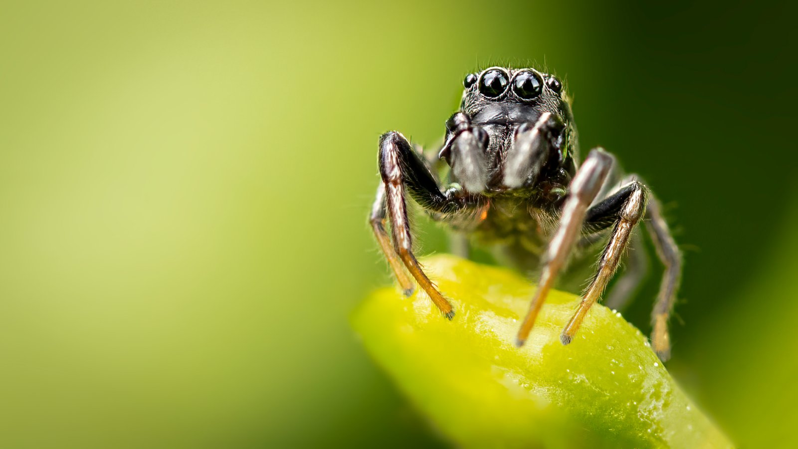 Macro & Insects