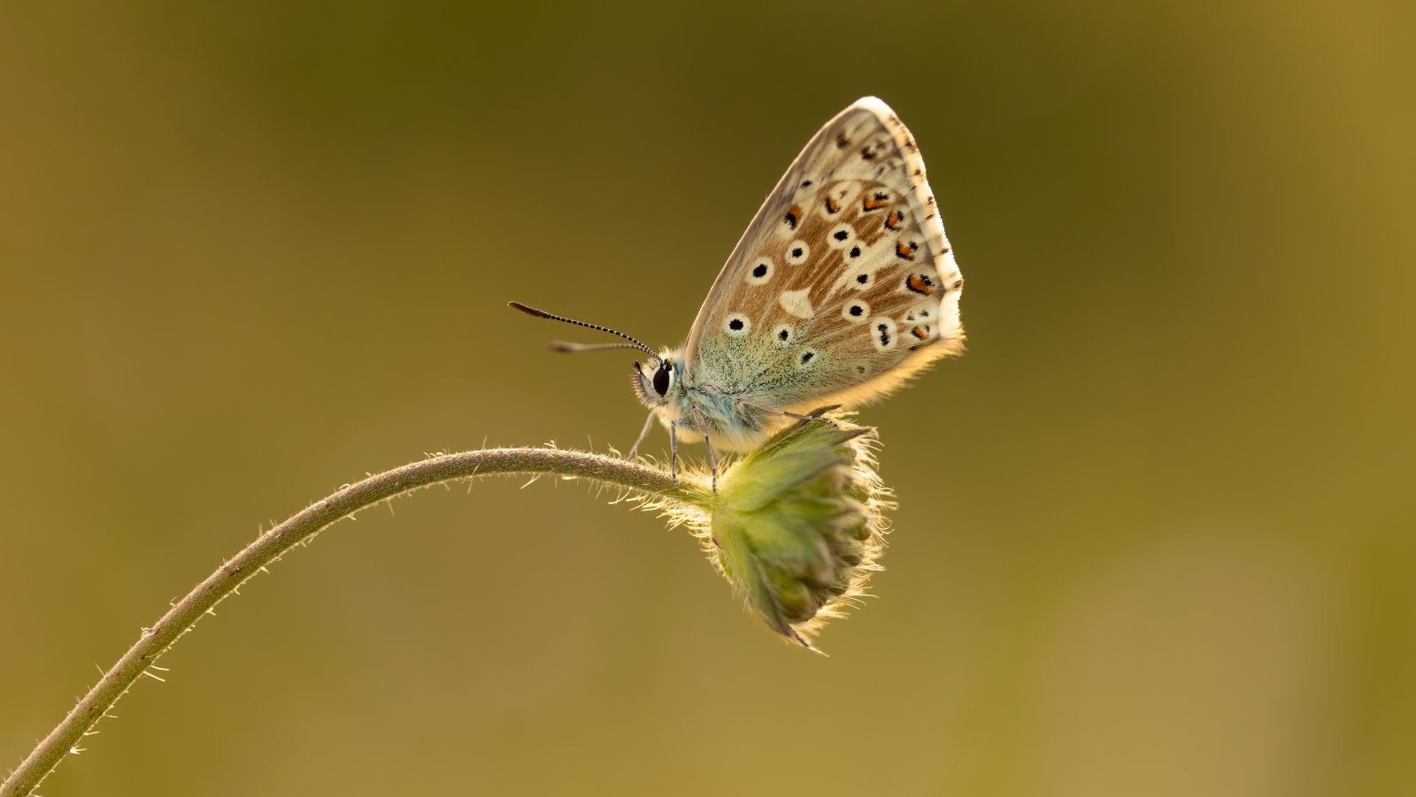 Macro & Insects