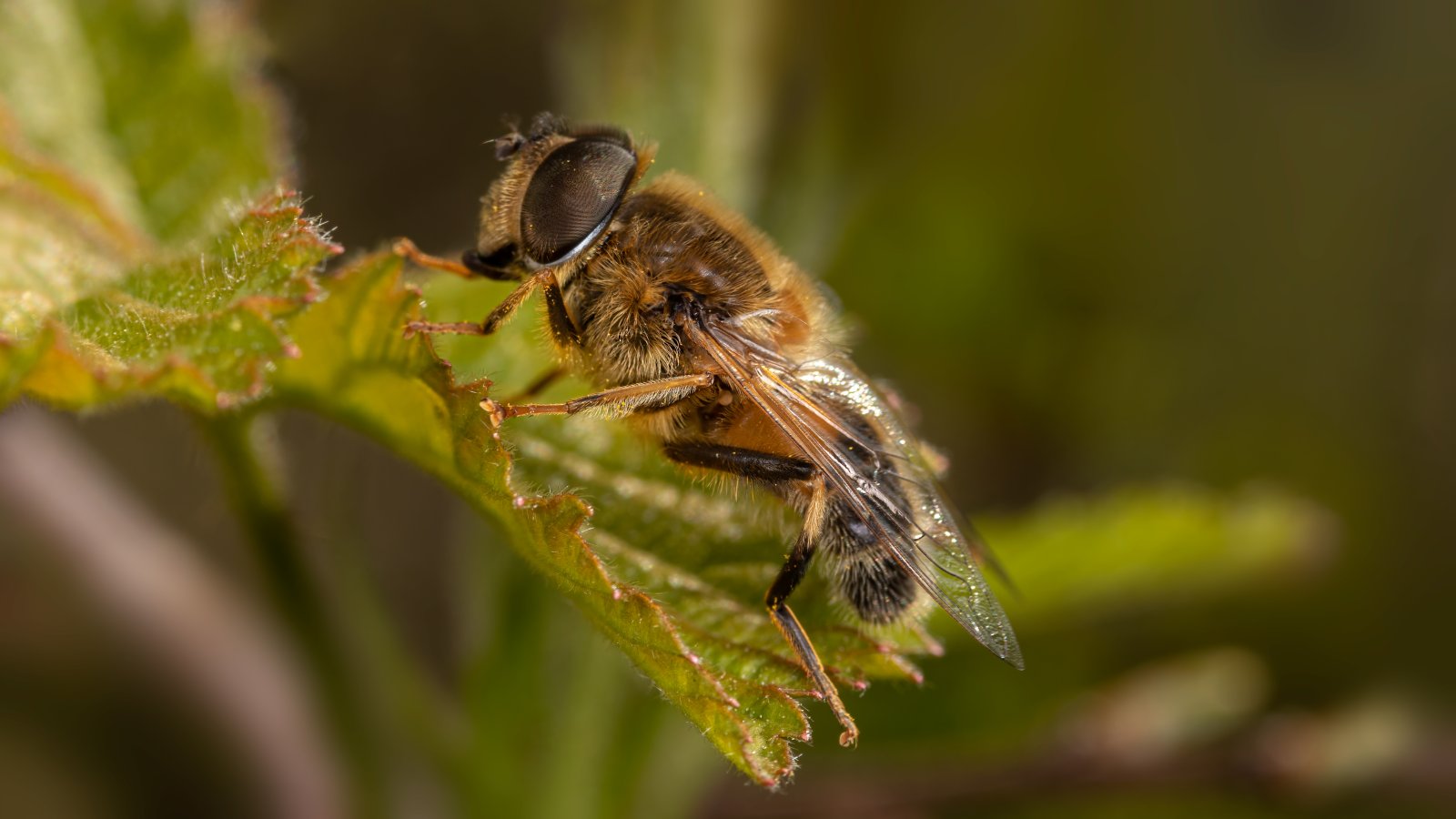 Macro & Insects