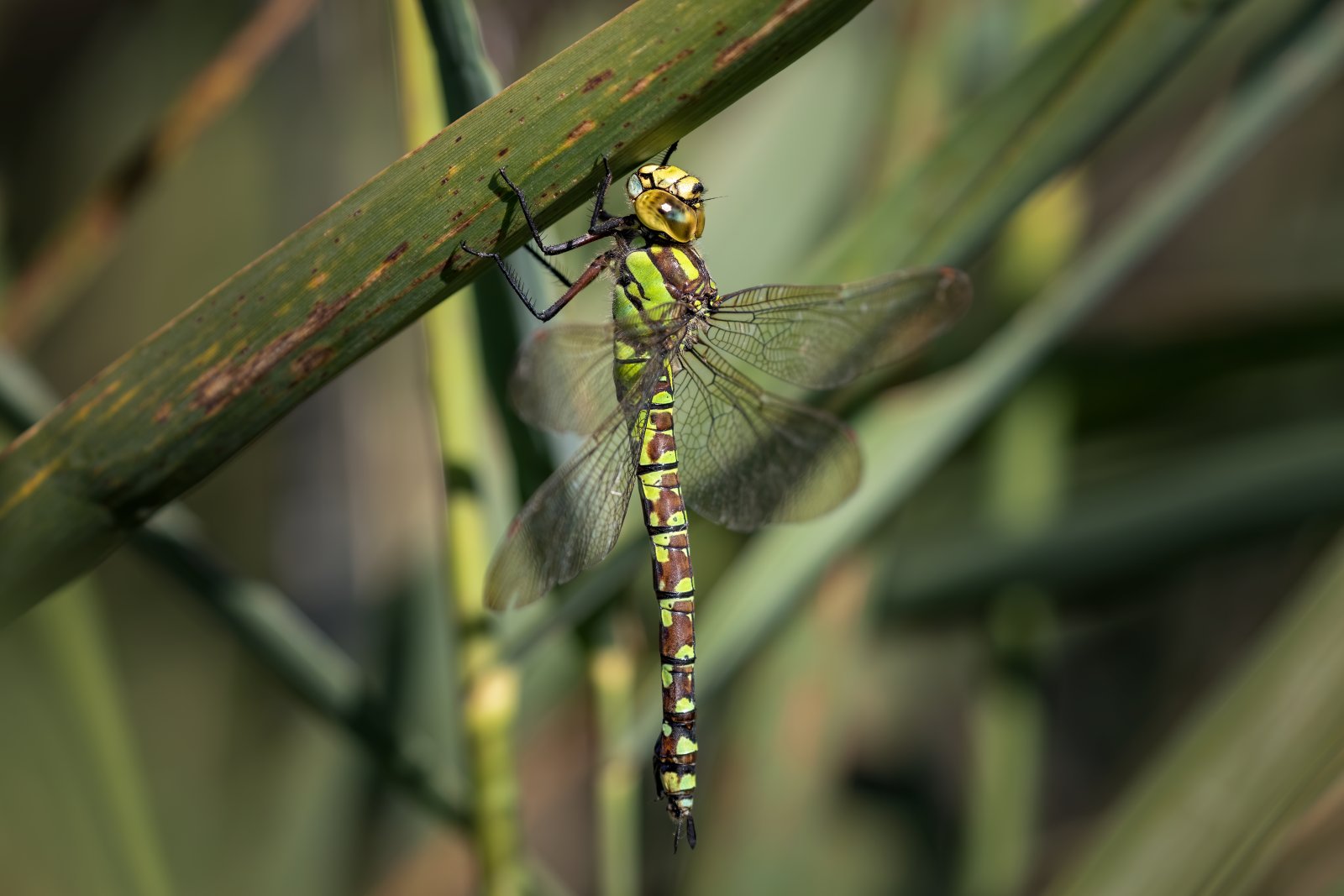 Macro & Insects