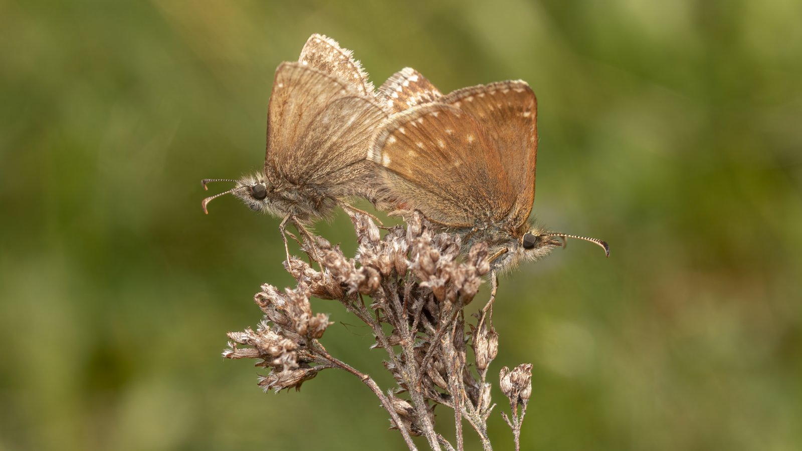 Macro & Insects