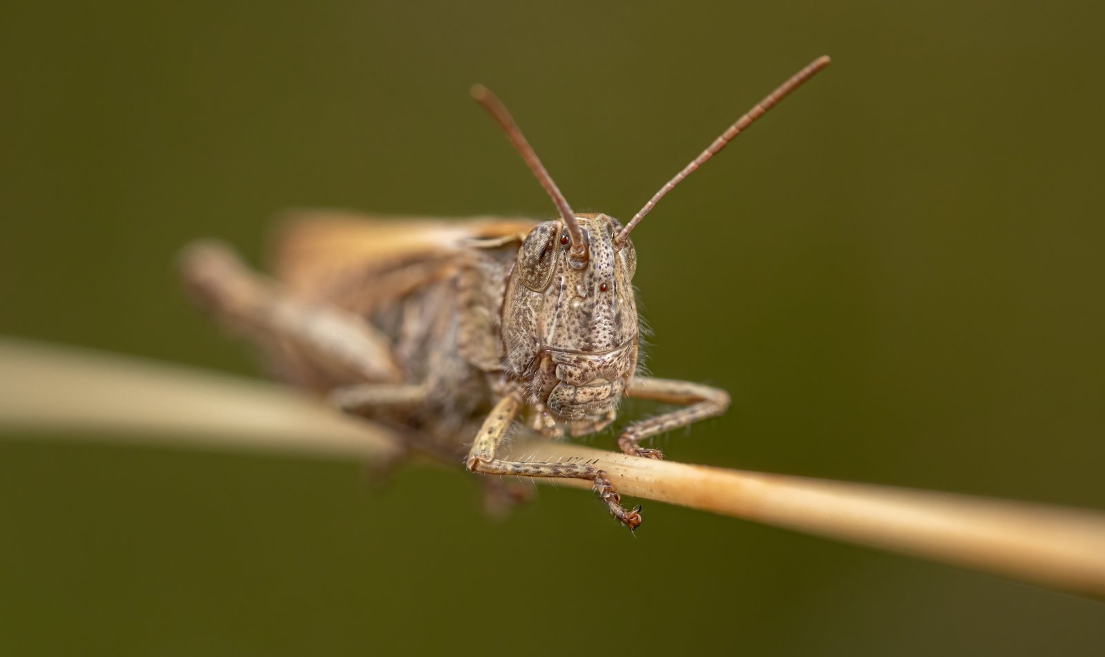 Macro & Insects