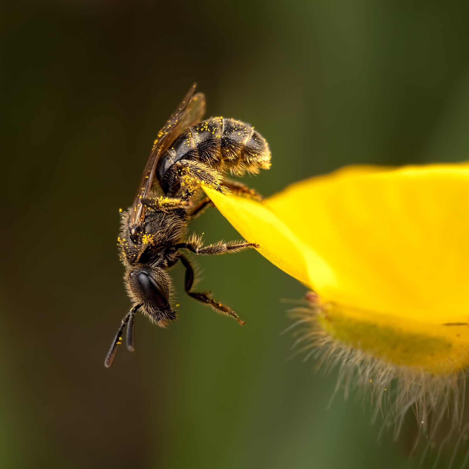 Macro & Insects