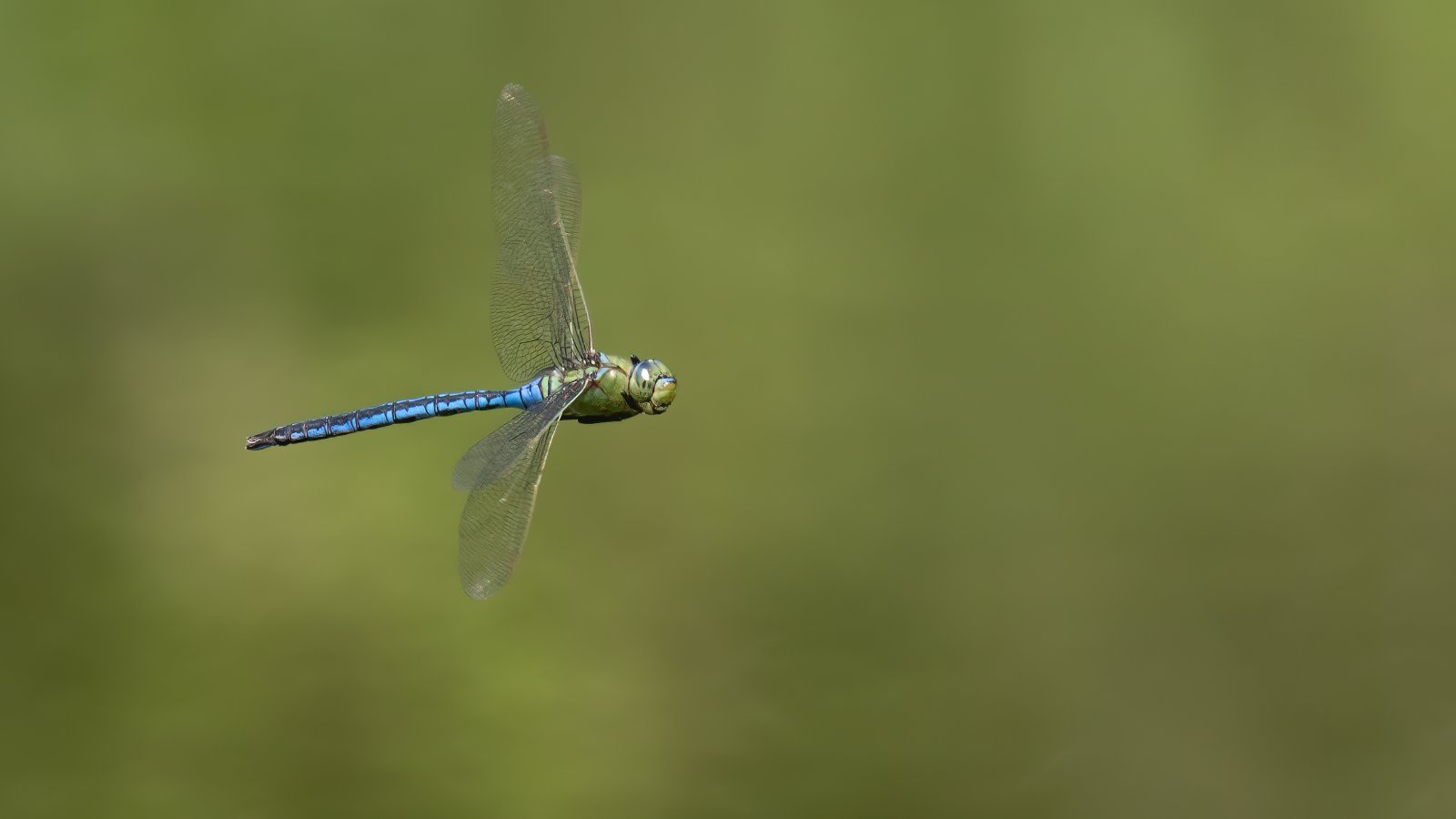 Macro & Insects