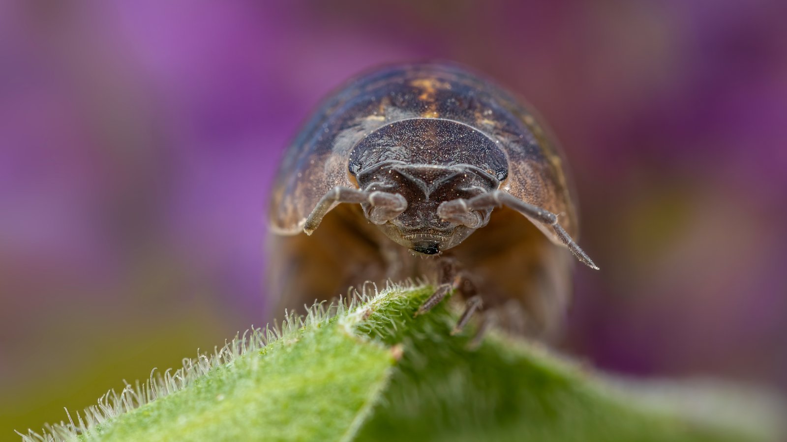 Macro & Insects