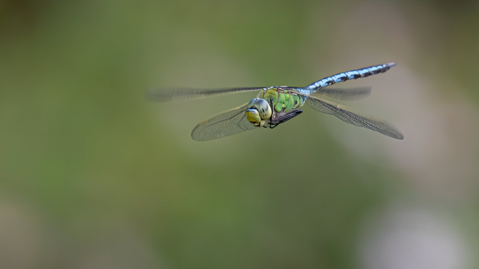 Macro & Insects