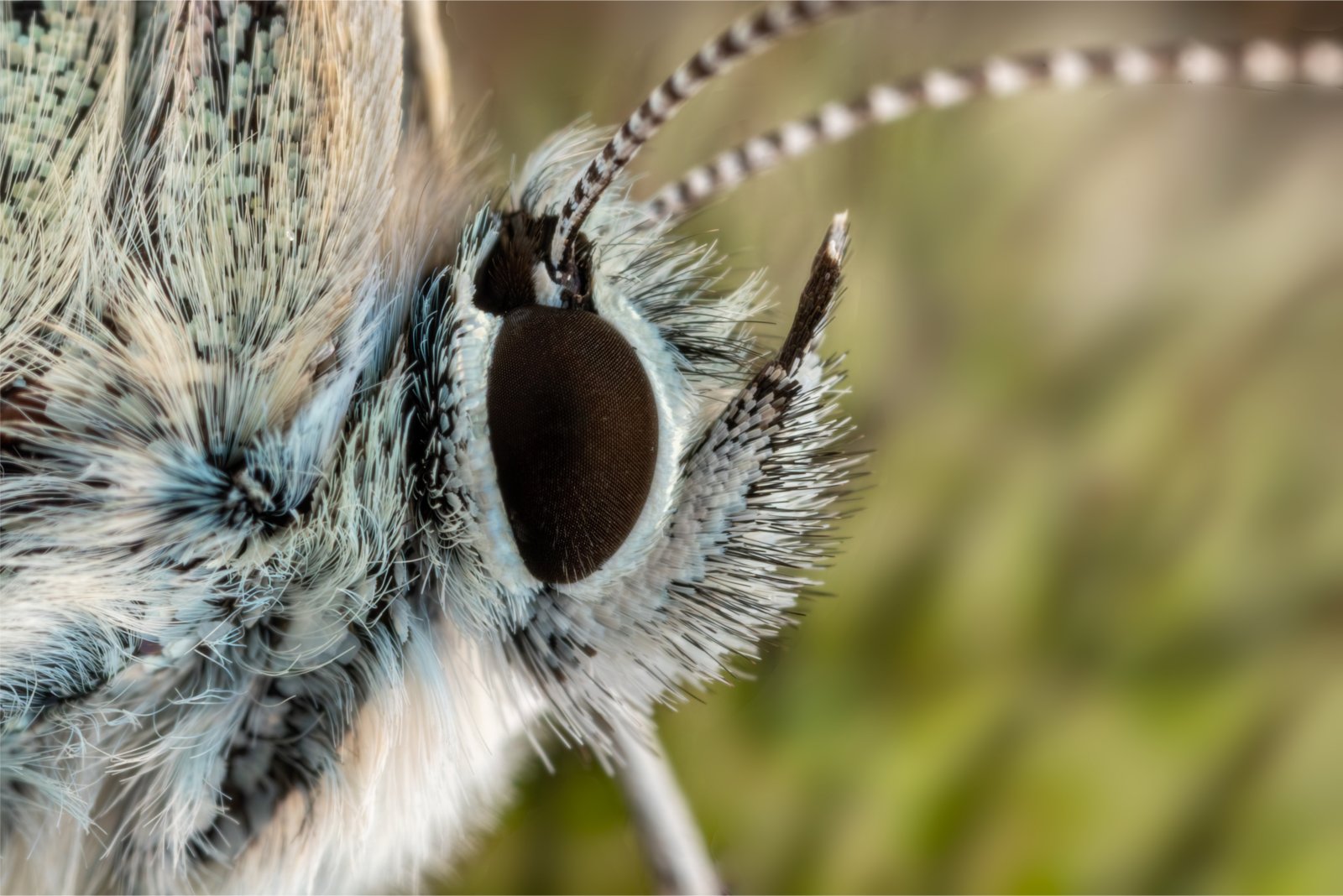 Macro & Insects